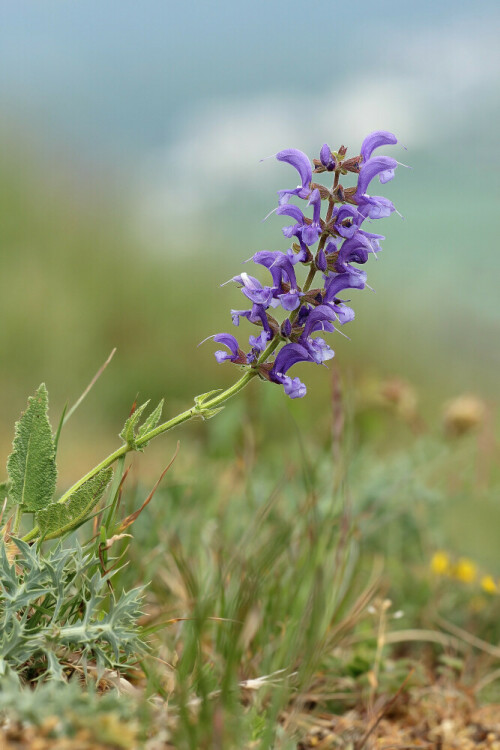 Wiesensalbei

Aufnameort: Neckartal
Kamera: Canon EOS 60D