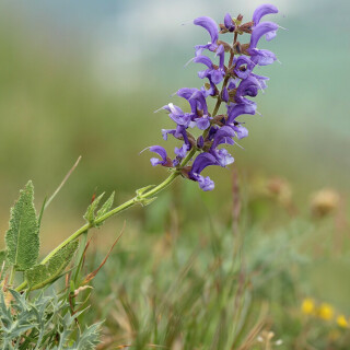 wiesensalbei-24872