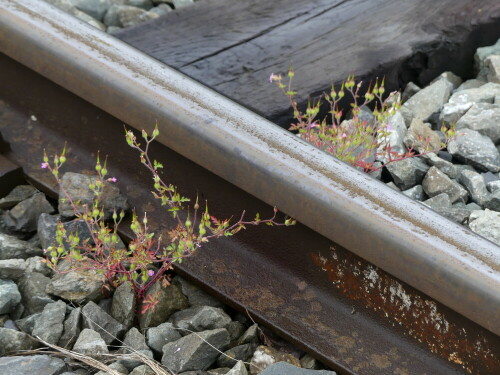 

Aufnameort: Güterbahnhof Ansbach
Kamera: Panasonic Lumix FZ 330