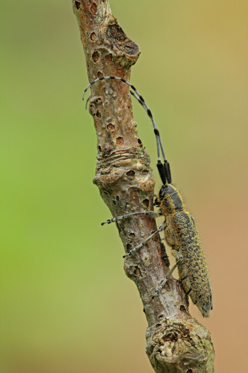 Scheckhorn-Distelbock, Agapanthia villosoviridescens


Aufnameort: Odenwald
Kamera: Canon EOS 60D