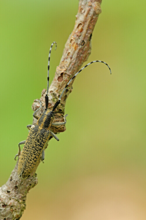 Scheckhorn-Distelbock, Agapanthia villosoviridescens



Aufnameort: Odenwald
Kamera: Canon EOS 60D