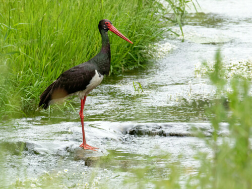 Nur zu selten sieht man die Schwarzstörche. Dieser suchte Futter in einem Gewässer meiner Gegend in der Oberlausitz, Juni 2020

Aufnameort: Oberlausitz
Kamera: Canon Eos 7 D Mark II, 100 - 400 mm Tele