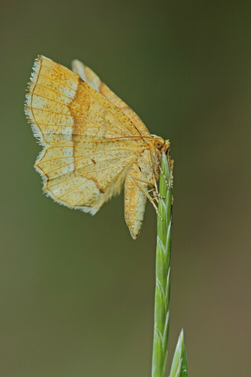 Zackensaum-Heidelbeerspanner,Cepphis advenaria
 


Aufnameort: Odenwald
Kamera: Canon EOS 60D