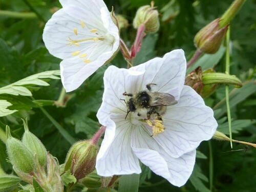 Besuch von Insekten - Bienen etc.

Aufnameort: Gerstetten
Kamera: Panasonic Lumix TZ 71