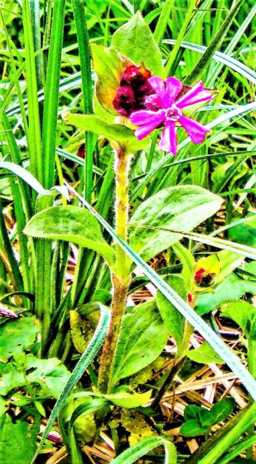 Die Rote Lichtnelke gehört zu den Nelkengewächsen(Caryophyllaceae).
https://de.wikipedia.org/wiki/Rote_Lichtnelke

Aufnameort: Eiershausen Garten
Kamera: Medion Camcorder