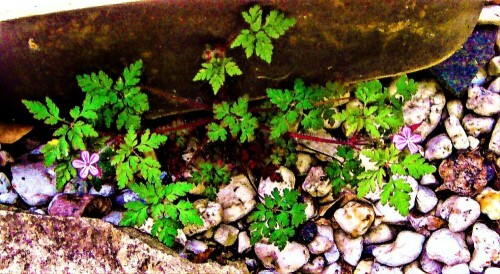 Das Ruprechtskraut oder Stinkender Storchschnabel gehört zur Familie der Storchschnabelgewächse(Geraniaceae).
https://de.wikipedia.org/wiki/Ruprechtskraut

Aufnameort: Eiershausen Vorgarten
Kamera: Canon EOS 1300D