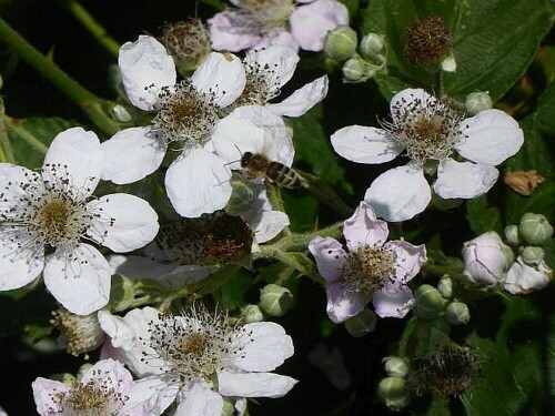 An einem Hang zum Bach, standen diese Blüten.
Die Erkenntnis - dieses Jahr gibt es viele Brombeeren

Aufnameort: Ersingen
Kamera: Panasonic Lumix TZ 71