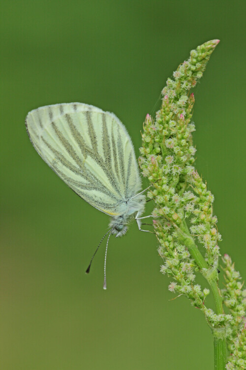 Rapsweißling, Pieris napi


Aufnameort: Odenwald
Kamera: Canon EOS 60D