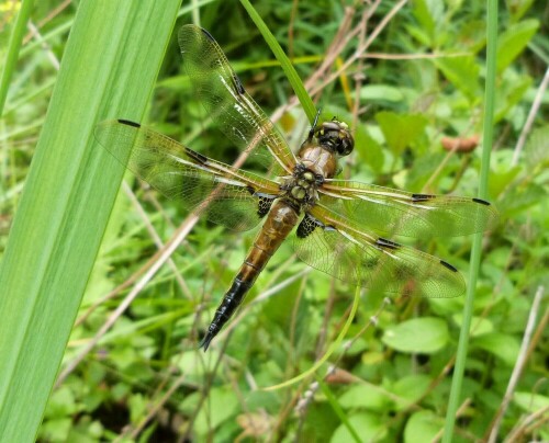 Vierflecklibelle im Naturschutzgebiet Hegbachaue von Messel

Aufnameort: Ernst-Ludwig-Teich/Langen
Kamera: Lumix fz 48