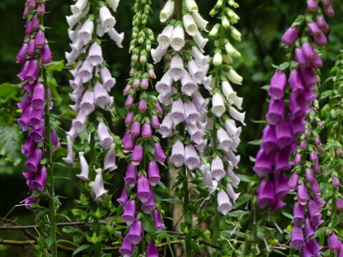 digitalis-im-wald-24927.jpeg