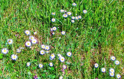 magerwiesen-margerite-chrysanthemum-vulgare-lam-24890.jpeg