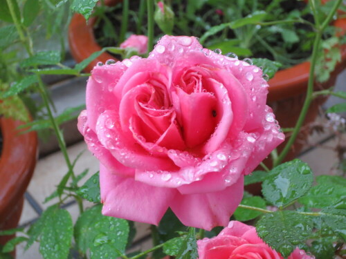 rose-mit-wassertropfen-27961.jpeg