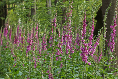 Roter Fingerhut, Digitalis purpurea

Aufnameort: Odenwald
Kamera: Canon EOS 60D