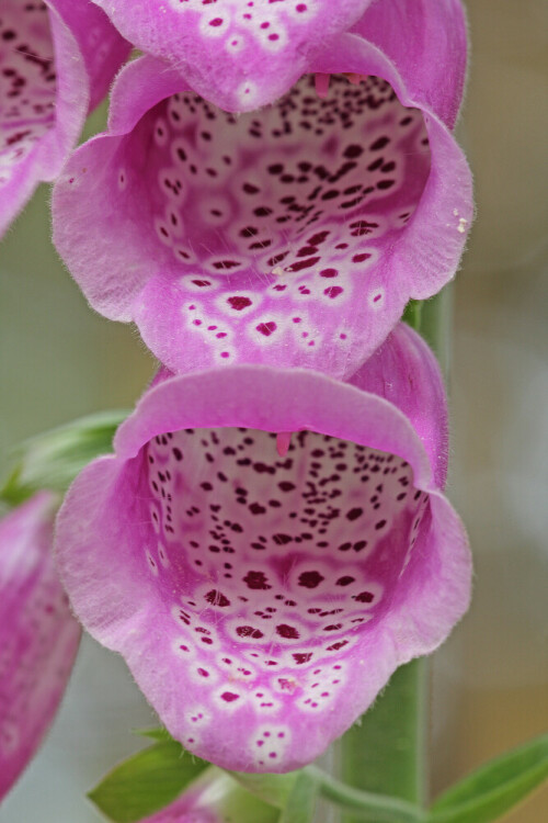 Roter Fingerhut, Digitalis purpurea

Aufnameort: Odenwald
Kamera: Canon EOS 60D