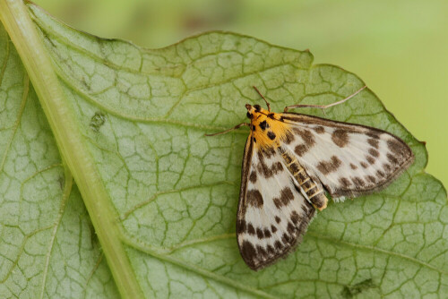 Brennesselzünsler


Aufnameort: Odenwald
Kamera: Canon EOS 60D