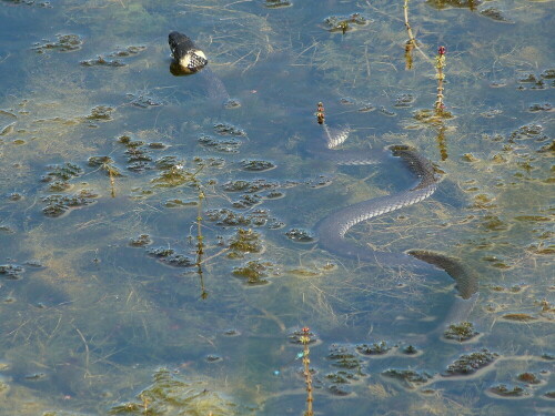 Diese wunderschöne Ringelnatter fanden wir am Reinheimer Teich.
Völlig regungslos lag sie im Wasser und wartete auf Beute.
Die Frösche um sie herum waren wohl noch zu weit weg. Sie wartete auf den Augenblick, wo ein Frosch nahe genug war. Schlaraffenland!!

Aufnameort: Reinheimer Teich/Odenwald
Kamera: Lumix fz 48