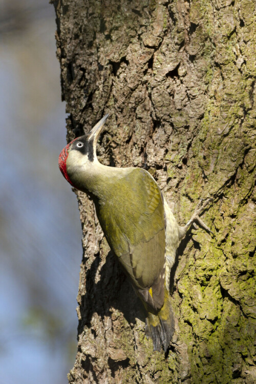 Grünspecht ♀, bei der Nahrungssuche

Aufnameort: "Vogelsang", ein Wäldchen bei Kerpen Buir
Kamera: Nikon D500