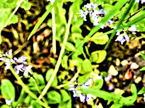 wald-ehrenpreis-veronica-officinalis-l-24967.jpeg