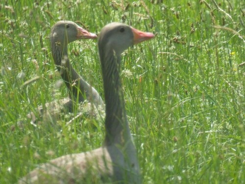 Der Nachwuchs auf Entdeckungsreise!

Aufnameort: Umgebung vom Altmühlsee
