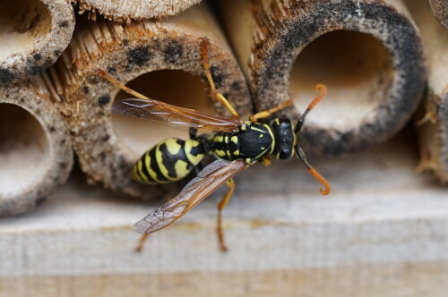 Die Wespe interessierte sich auffallend für das Wildbienenhotel auf meinem Balkon.

Aufnameort: Merheimer Gärten Köln
Kamera: Sony Alpha 7/II