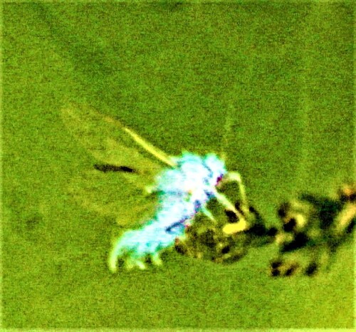 buchenblattlaus-phyllapis-fagi-24994.jpeg