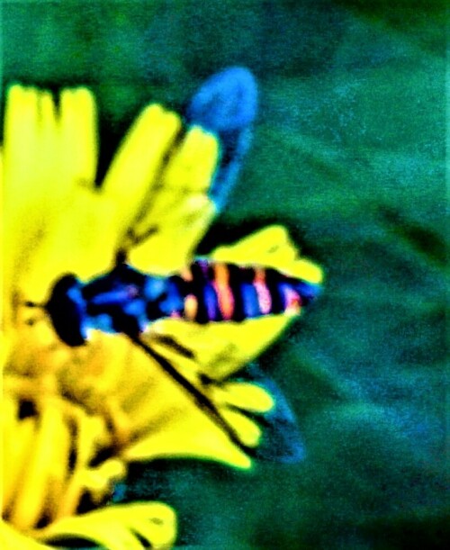 hainschwebfliege-episyrphus-balteatus-de-geer-1776-24993.jpeg