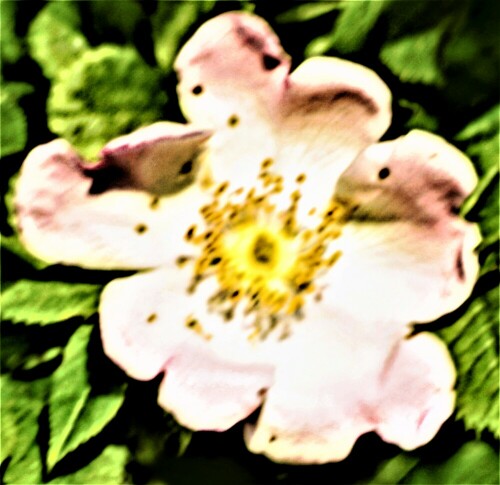 heckenrose-rosa-corymbifera-borkh-24992.jpeg