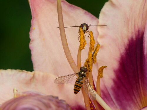 schwebfliegen-beim-vespern-24998.jpeg