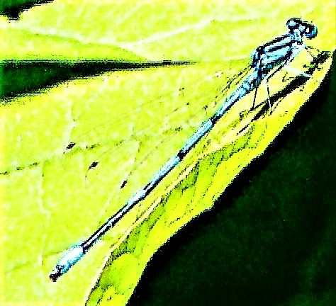 hufeisen-azurjungfer-coenagrion-puella-l-1758-25006.jpeg