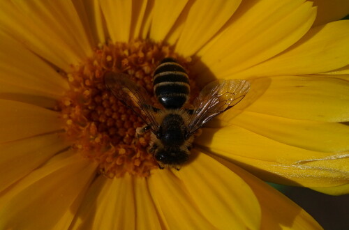 Ich hielt das Insekt erst für eine Wildbiene. Erst als keine Wildbiene in meinem Bestimmungsbuch auf das Bild zutraf, kam ich auf die Idee, dass es eine Fliege sein könnte.

Aufnameort: Merheimer Gärten Köln
Kamera: Sony Alpha 7/II