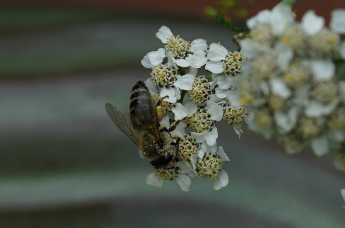 Seit ich alljährlich eine Wildblumenmischung im Garten aussäe, sehe ich auch wieder mehr Insekten. Es funktioniert! Bitte sät Wildblumen in Eure Gärten!

Aufnameort: Merheimer Gärten Köln
Kamera: Sony Alpha 7/II