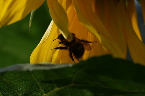 hummel-auf-sonnenblume-25023.jpeg