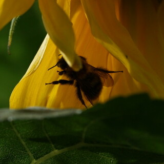 hummel-auf-sonnenblume-25023