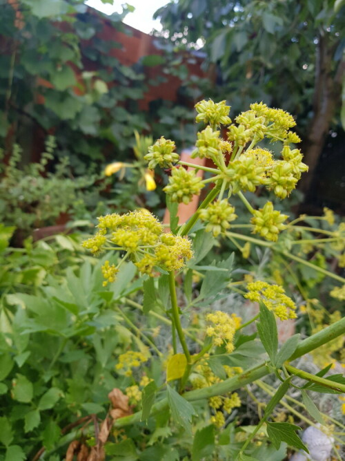 Ich habe durch Zufall ein Päärchen bei der Paarung auf meinem blühenden Öiebstöckl im Garten entdeckt!
Ein weiterer Verehrer saß nicht weit entfernt.

Aufnameort: Im Garten
Kamera: Handy