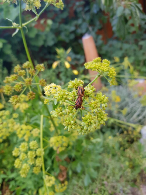 Ich habe durch Zufall ein Päärchen bei der Paarung auf meinem blühenden Öiebstöckl im Garten entdeckt!
Ein weiterer Verehrer saß nicht weit entfernt.

Aufnameort: Im Garten
Kamera: Handy