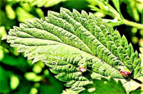 Eine Art Gallmücke, die ihre Eier an der Großen Brennnessel(Urtica dioica(L.)) ablegen.
https://fr.wikipedia.org/wiki/Dasineura_urticae

Aufnameort: Eiershausen Lohmühlenweiher Ostufer
Kamera: Medion Camcorder