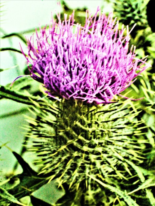 Die Gewöhnliche Kratzdistel wird auf Äckern sowie in Gärten oft ungern gesehen. Zunindest in früheren Zeiten galt sie als das "Unkraut" schlechthin. Sie gehört zu den Korbblütlern(Asteraceae).
Sie gilt als Nationalblume Schottlands.
https://de.wikipedia.org/wiki/Gewöhnliche_Kratzdistel


Aufnameort: Eiershausen Garten
Kamera: Canon EOS 1300D