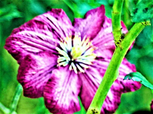 blute-einer-clematis-hybride-c-25063.jpeg