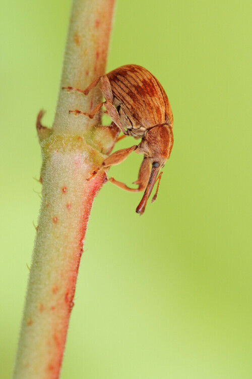 Kirschkernstecher, Anthonomus rectirostris



Aufnameort: Odenwald
Kamera: Canon EOS 7D