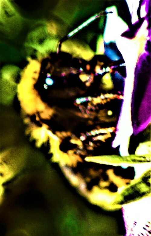 feld-kuckuckshummel-bombus-cam-25068.jpeg