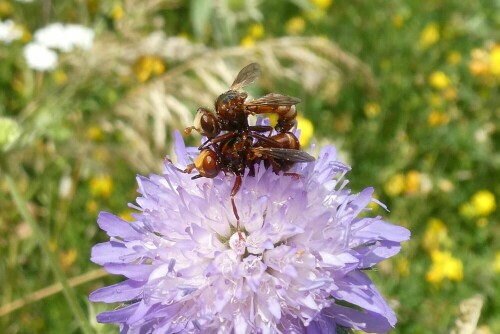 kopulierende-wildbienen-25907.jpeg