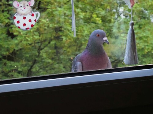 Diese Stadttaube zeigte sich schön mutig und schaute zu mir ins Fenster rein.

Aufnameort: Wiblingen
Kamera: Panasonic Lumix TZ 71