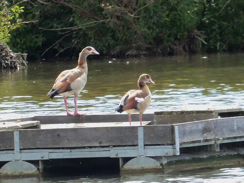 Diese zwei machten es sich auf den Brutstätten der Seeschwalben bequem - na ja, war ja wieder frei!
Ob sie wohl bleiben. Das 3. Jahr, dass man die Nilgänse "kurz" sieht!


Aufnameort: Gronne - Donautal/Ulm
Kamera: Panasonic Lumix TZ 71