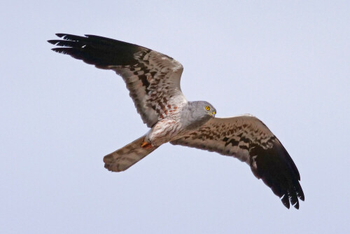 wiesenweihe-mann-flug-25277.jpeg