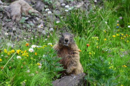 murmeltier-in-den-alpen-25137.jpeg