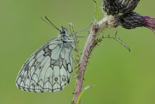 Schachbrettfalter, Melanargia galathea



Aufnameort: Odenwald
Kamera: Canon EOS 60D