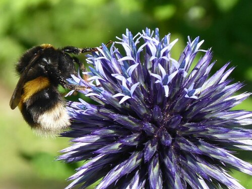 Die Kugeldistel sehr beliebt bei Insekten, hier eine Erdhummel!

Aufnameort: Schaugarten des Bienenzüchtervereins Neresheim
Kamera: Panasonic Lumix TZ 71