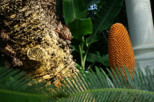 Herrliches Licht im Botanischen Garten erlaubt einen genauen Blick auf die ungewöhnliche Frucht.

Aufnameort: Botanischer Garten Kopenhagen
Kamera: Sony Alpha 7/II