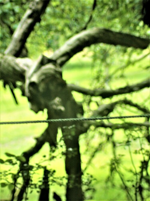 Ein alter Obstbaum auf einer Weide.
"Der Zahn der Zeit" nagt auch an der Natur.
https://de.wikipedia.org/wiki/Datei:Dexenhof_alter_Obstbaum.jpg

Aufnameort: Eiershausen nördlich des Mittellaufes der Gisse
Kamera: Canon EOS 1300D