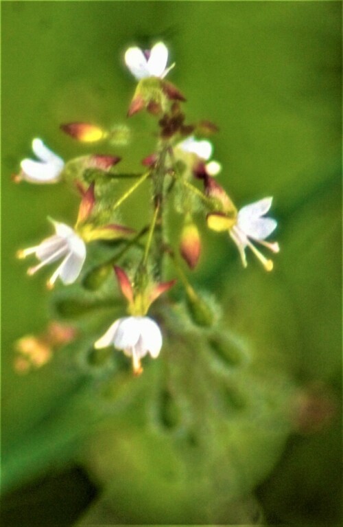 Das Mittlere Hexenkraut gilt als Naturhybride(Mischling) der Gattung Circea(Hexenkräuter).
https://de.wikipedia.org/wiki/Mittleres_Hexenkraut

Aufnameort: Eiershausen Hirschbergwald
Kamera: Canon EOS 1300D